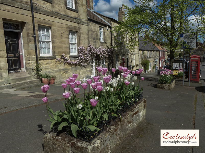 Spring Tulips in Warkworth Village